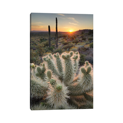 USA, Arizona Teddy Bear Cholla Cactus Illuminated By The Setting Sun, Superstition Mountains by Alan Majchrowicz - Wrapped Canvas Print