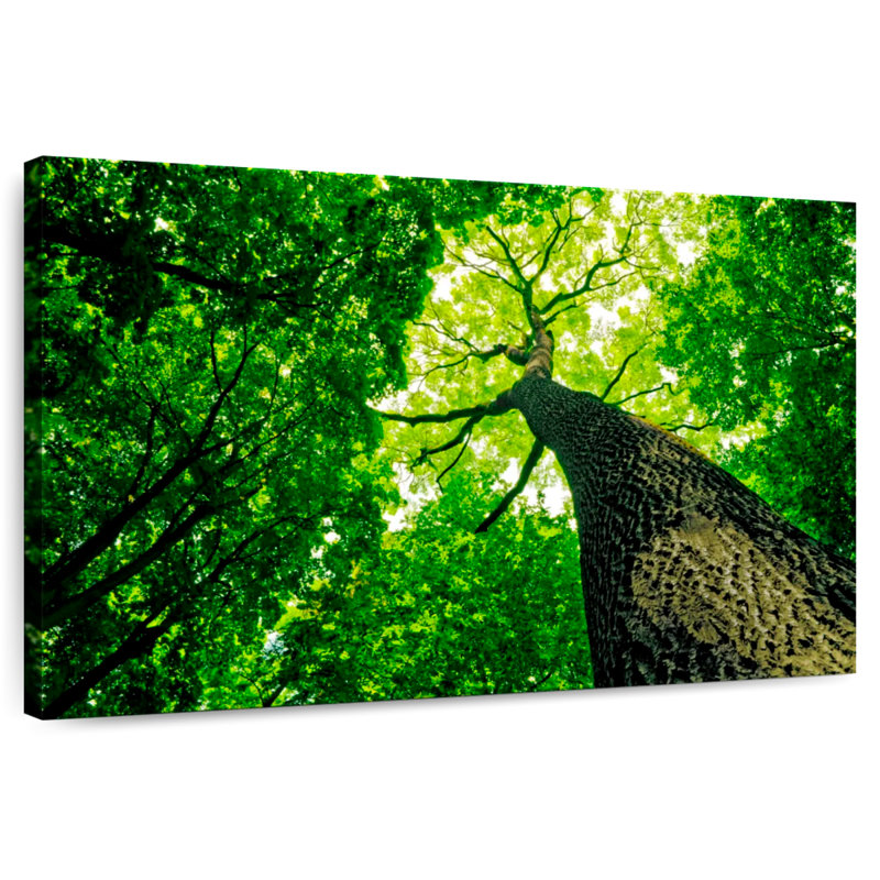 Harnek Forest Tree Canopy, 32" H x 48" W