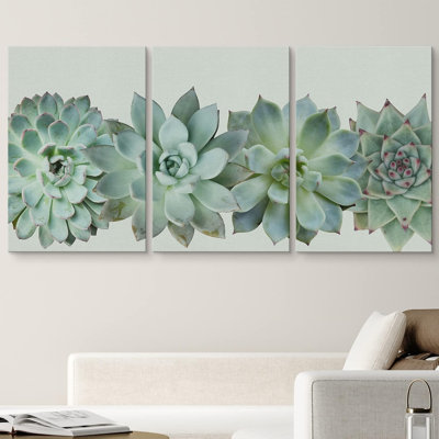 Désert, plante grasse, variété, plante, floral, photographie, réalisme, sud-ouest, groupe