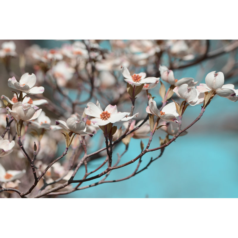 Dogwood Spring III 1 Piece Wrapped Canvas Wall Art, 51cm H x 76cm W x 3.8cm D