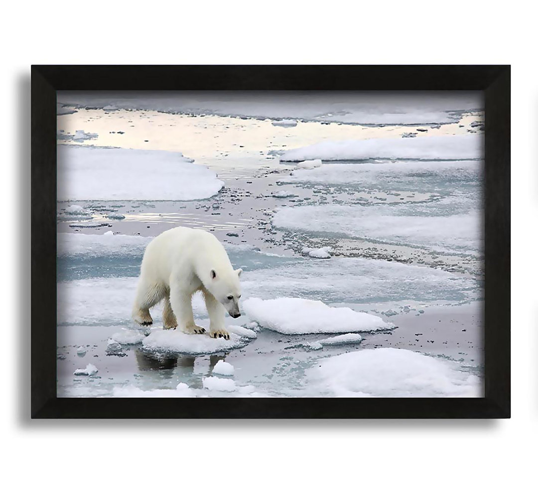 Gerahmtes Leinwandbild Polar Bear Iceburg