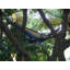 Hamac de camping double Kylee Parachute-27257342-27257348