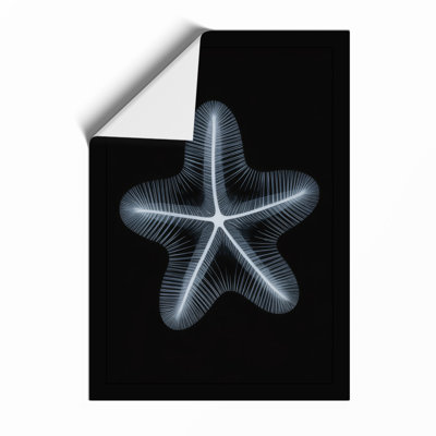 Specimen Starfish Minimalist - Framed Print