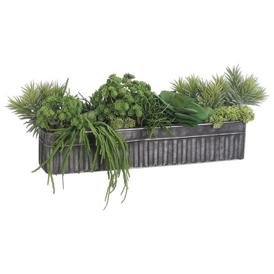 10"hx14"wx32"l Succulent Mix In Tin Container Green
