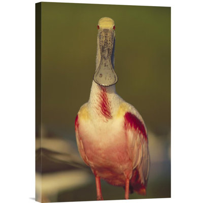 " Roseate Spoonbill Adult "