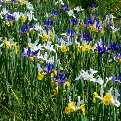Darling Dutch Iris Colorful Mix - White, Purple, Yellow Flowers Attracts Butterflies, Bees & Hummingbirds