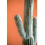 Cactus artificiel en pot Mari-374039797