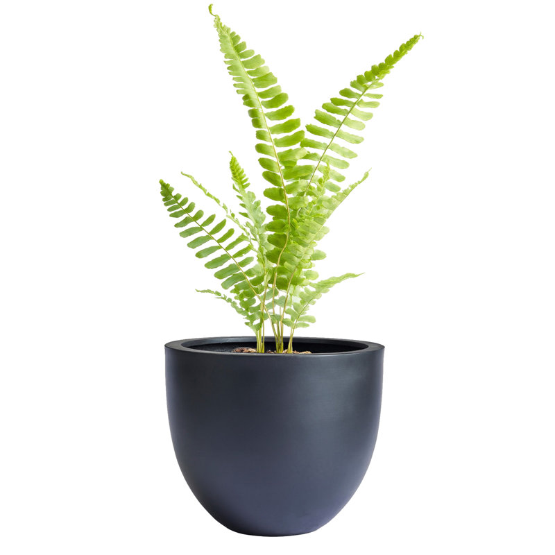 Pot à fleur Dorlis Fiberstone, H 10 po x l 12 po x P 12 po, Noir
