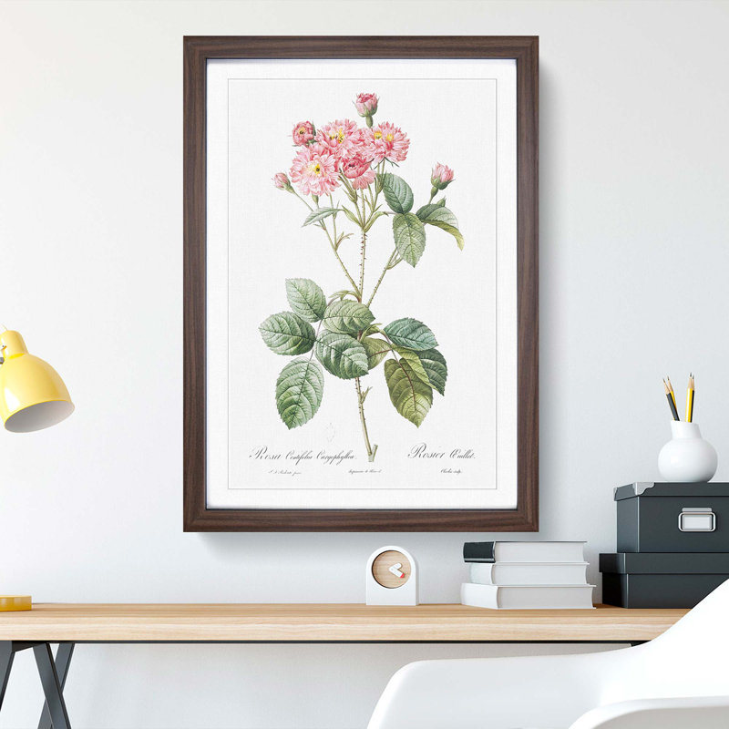 Cabbage Rose in Pink by Pierre-Joseph Redoute - Picture Frame Art Print, 65cm H x 48cm W x 2cm D, Walnut Framed