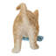 Chaton lavant le sol