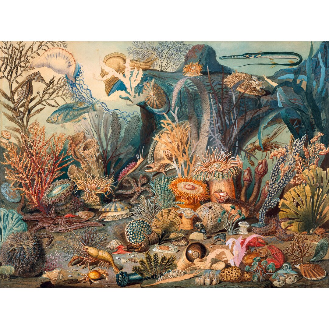 Leinwandbild Ocean Life von James M. Sommerville