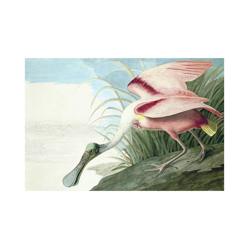 Roseate Spoonbill, Platalea Ajaja, From The Birds Of America, Pub. 1827-38 by John Audubon - Painting on Canvas