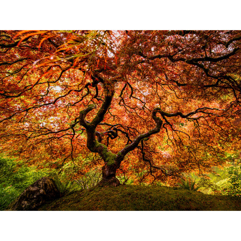 Wrapped Canvas Print, 50.8 cm H x 76.2 cm W