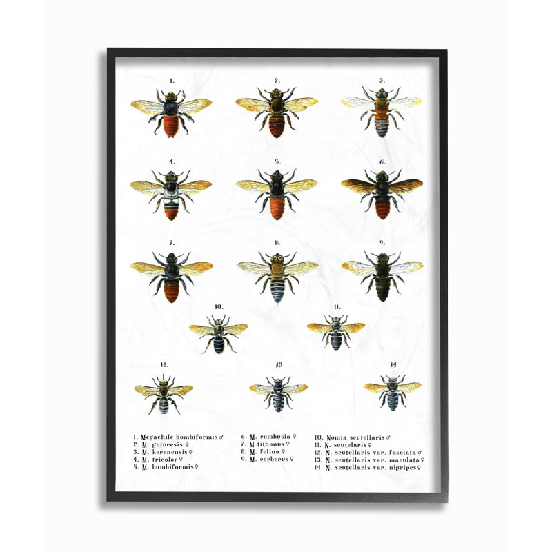 « abeilles scientifiques », impression, H 20 po x l 16 po, Giclée encadrée noir minuit