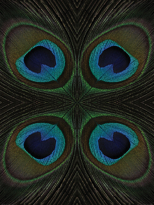 'Peacock Feather Quartette' Photographic Print