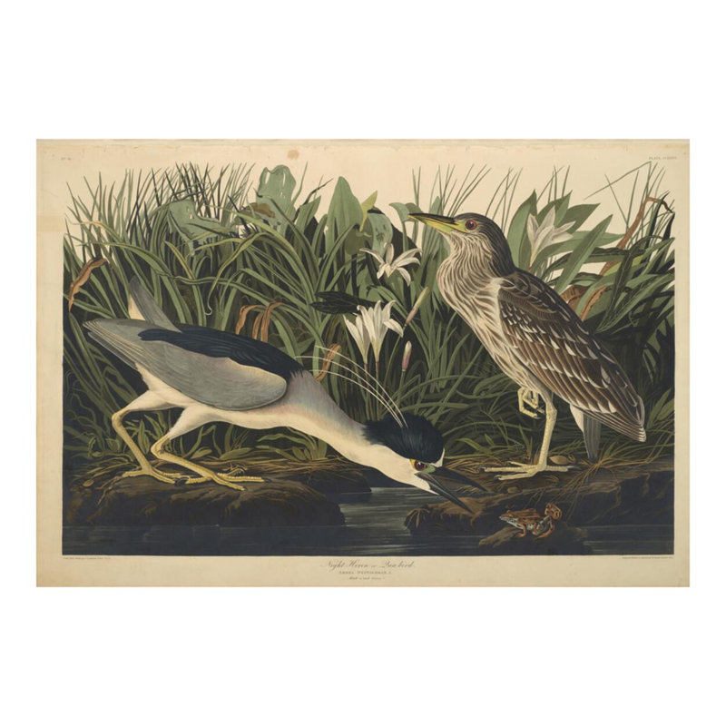 «Night Heron» ou «Qua Bird from The Birds of America» par John James Audubon - Impression giclée, H 16 po x l 20 po