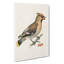 Bohemian Waxwing by Von Wright - Wrapped Canvas-55362197