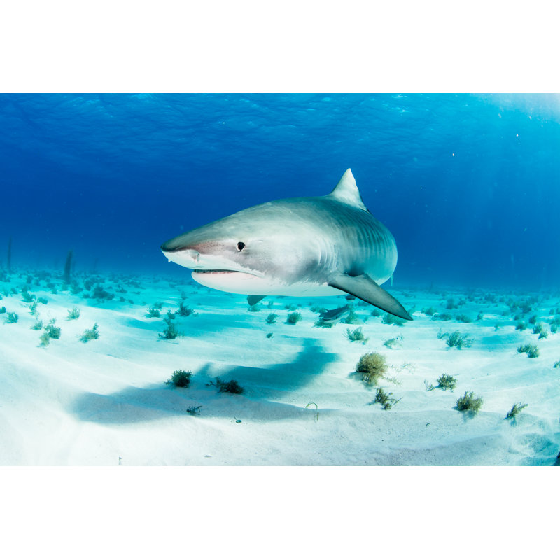 Requin tigre - Photographie sur toile tendue, H 8 po x l 12 po x P 1,25 po