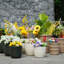 Pot de fleurs-123329299
