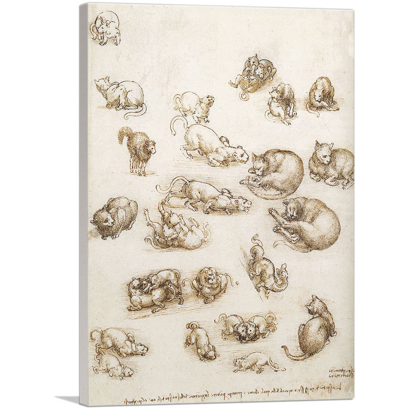 «Lion and Cat Anatomical Study» par Leonardo Da Vinci, reproduction d'art sur toile tendue, H 18 po x l 12 po x P 0,75 po