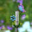 Weather Resistant Glass Animals Rain Gauge