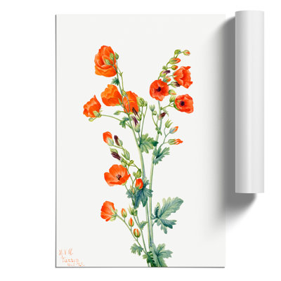 Scarlet Globe Mallow by Mary Vaux Walcott - Frameless Print
