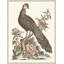 Grand Pheasant 1 Print