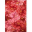 Tapis décoratif moderne à motif de roses rouges et roses-148070764