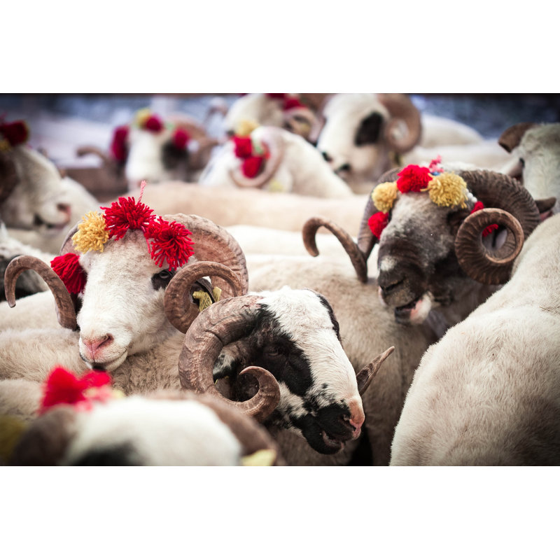 Sheeps - Wrapped Canvas Print, 30cm H x 46cm W x 3.8cm D