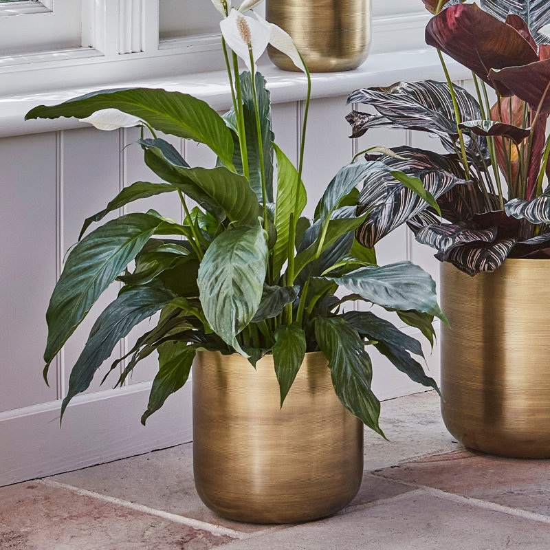 Chelsea Metal Planter, 20cm H x 20cm W x 20cm D, Pewter