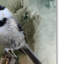 «Winter Chickadee» de Vidur, impression sur toile tendue-22071303