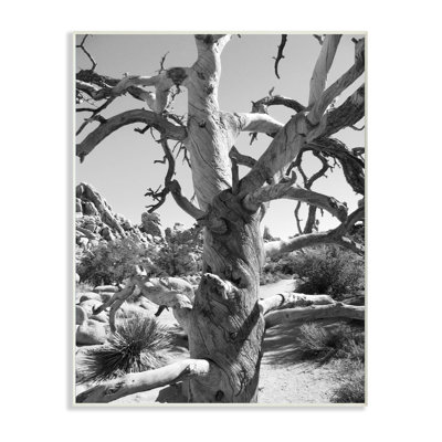 «Desert Tree», reproduction de photo