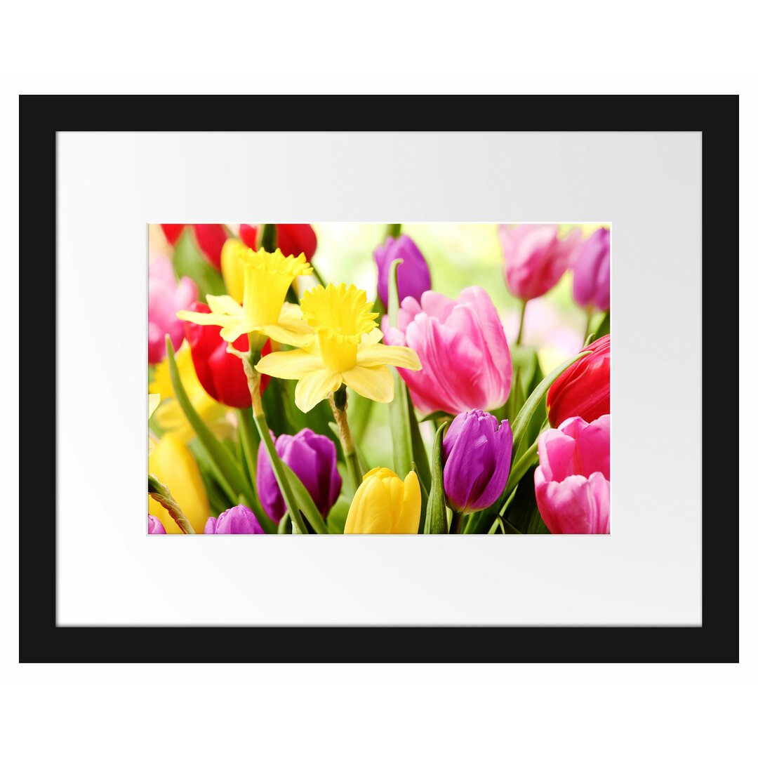 Gerahmtes Poster Osterglocken und Tulpen