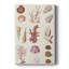 Coral & Shell Collage II - galerie Cavas sur mesure-117704726