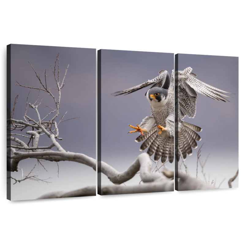 Brampt Peregrine Falcon, 42" H x 65" W