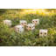 Big Roller Wooden Lawn Dice Giant Games