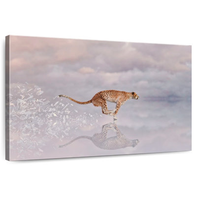 Chat sauvage Brampt