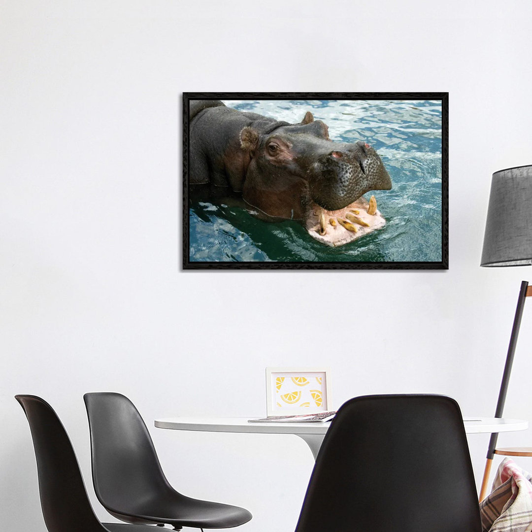 A Hippopotamus Bares Its Teeth At The Sedgwick County Zoo von Joel Sartore - Gallery-Wrapped Canvas Giclée on Canvas