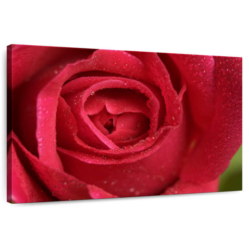 Floraison de la rose rouge