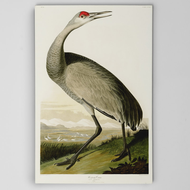 Whooping Crane by Audubon Graphic Art on Wrapped Canvas