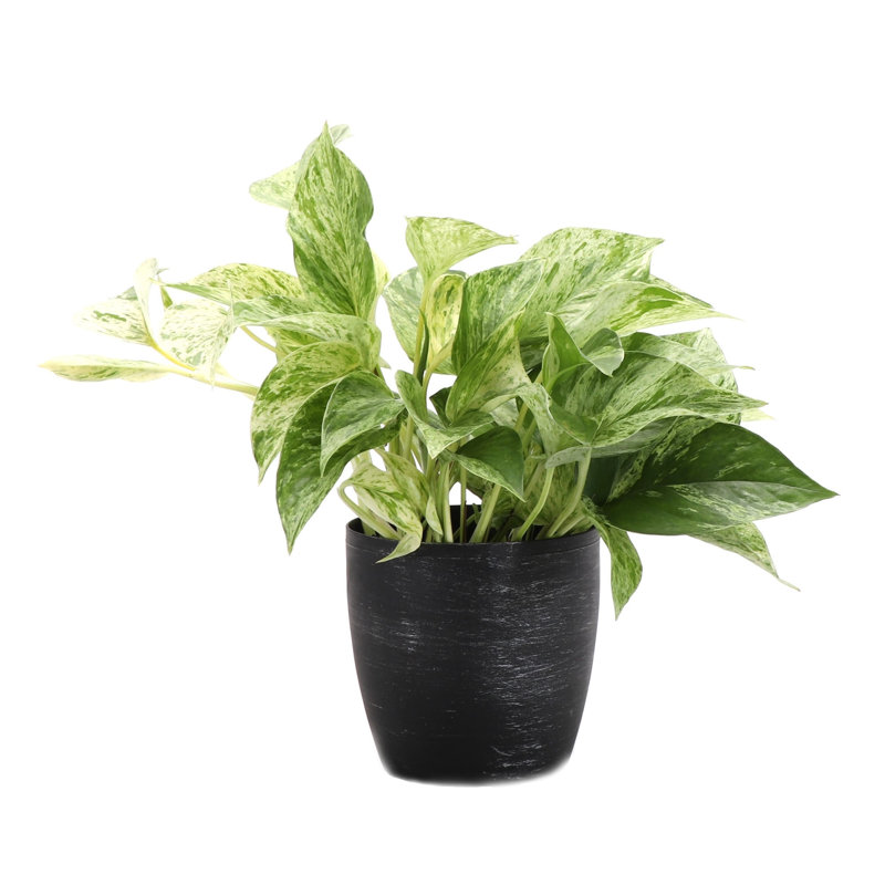 Marble Queen Pothos Plant in Pot, Brushed Silver