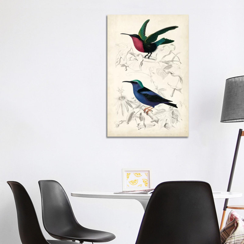 D'Orbigny Birds I 1 Piece Wrapped Canvas Wall Art, 101.6 cm H x 66.04 cm W