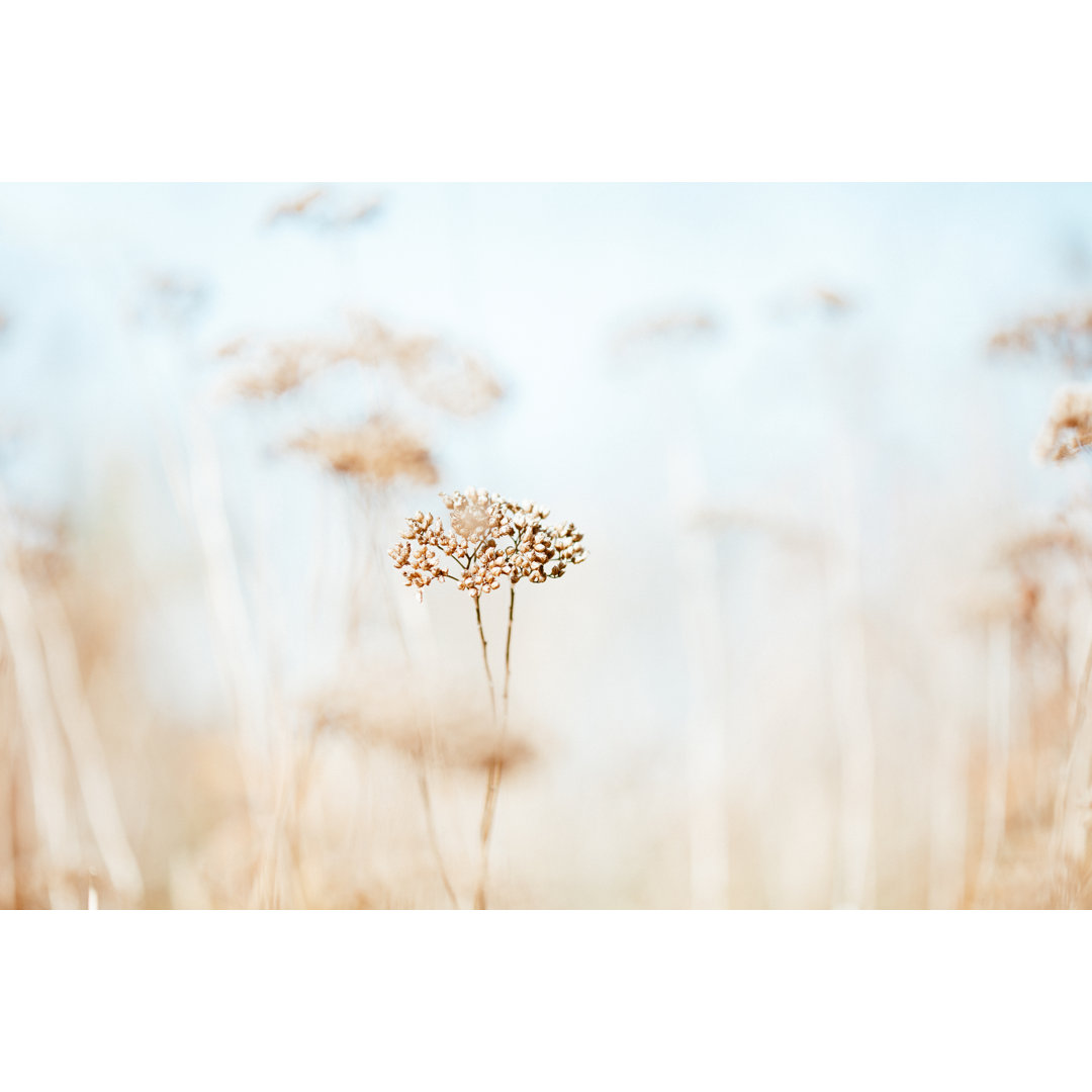 Trockene Wildblumen auf der Wiese 576729990