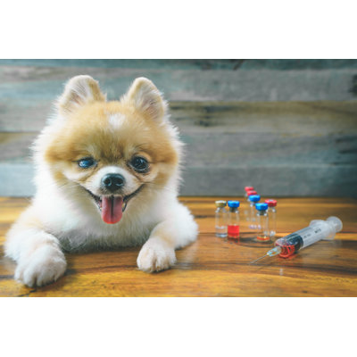 " Pomeranian Dog Sitting "