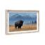 Mountain Bison I Print by Oliver Gal-844989538-844989544