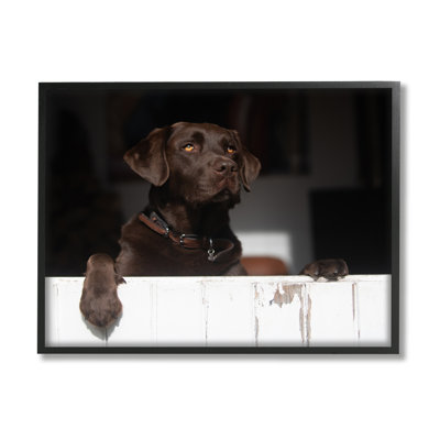" Labrador Dog Overlooking Farm Leaning Barn Door " Color Photography Print