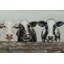 Hand -painted animal friendship acrylic painting