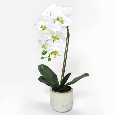 Orchids Arrangement in Pot