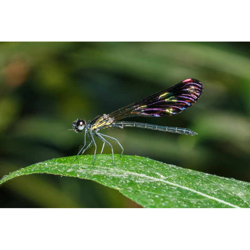 Dorrington Dragonfly - Wrapped Canvas Print, 30cm H x 46cm W x 3.8cm D