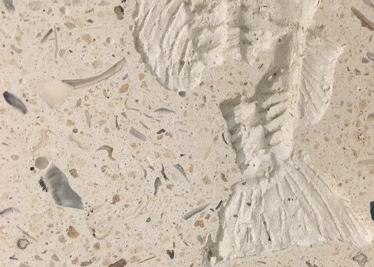 6" x 6" SeaStone Fish Tail Fossil Square Edge Medallion Tile in White